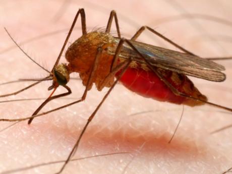 purvata vaksina sreshtu malaria