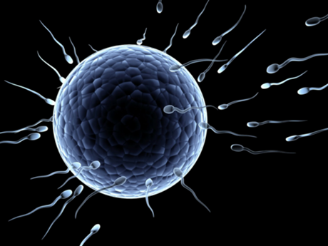 сперма яйцеклетка